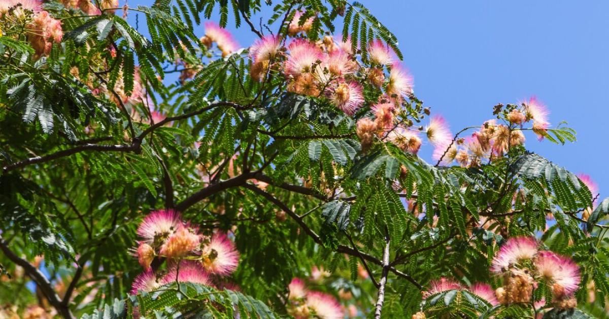 Wenig-Platz-im-Garten-Diese-B-ume-passen-trotzdem-perfekt