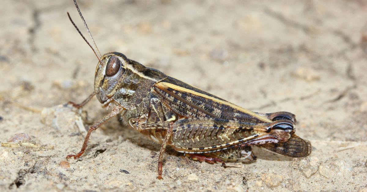 Insektenplage-Als-Heuschrecken-die-S-dbahn-lahmlegten