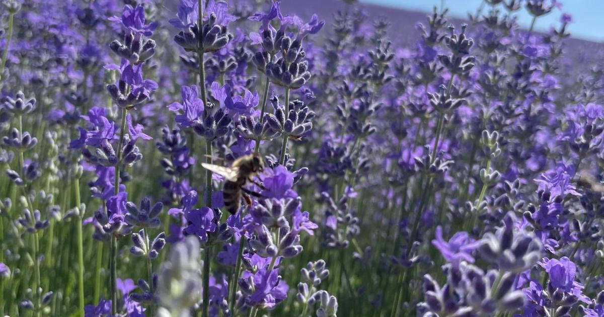 Lavendel-das-violette-Gold-des-Weinviertels