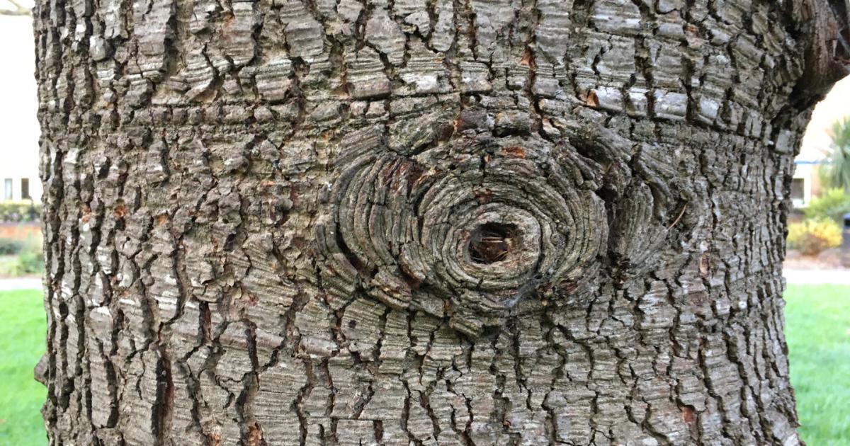 Kein-Holzweg-Die-Bestandteile-von-B-umen-k-nnten-Erd-l-ersetzen