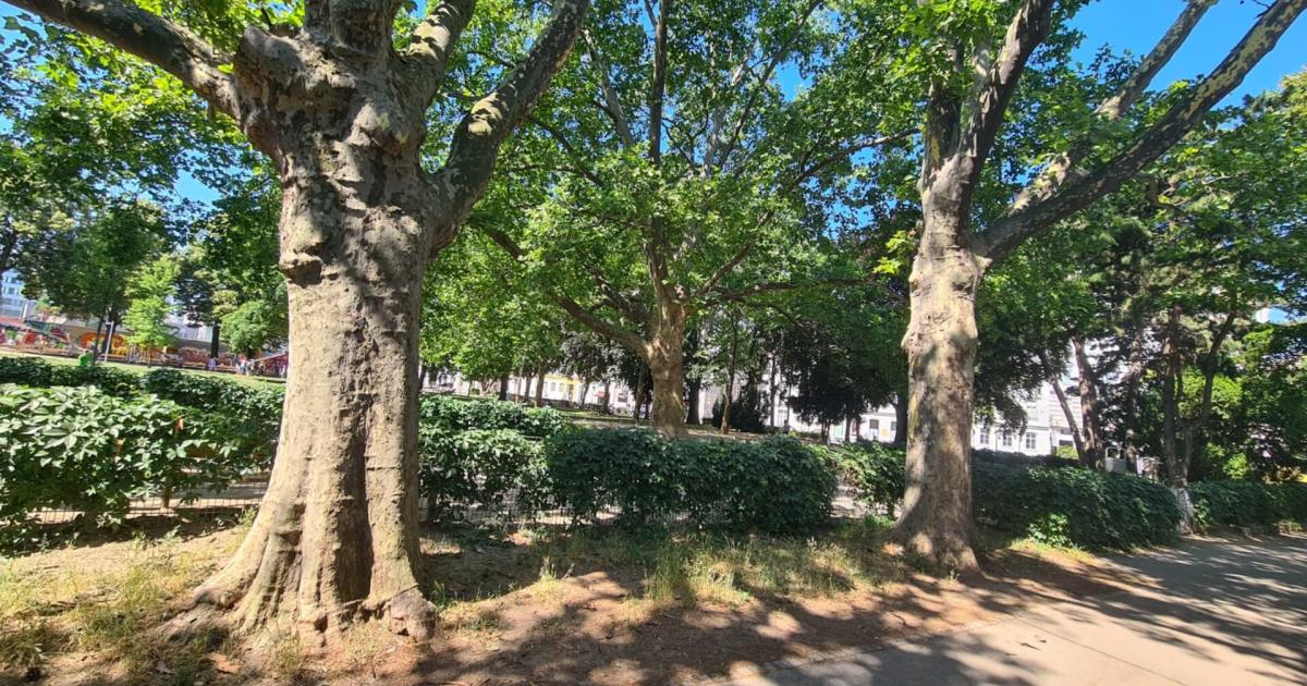 Anrainer-fordern-Schutz-f-r-Jahrhundert-B-ume-in-Wien