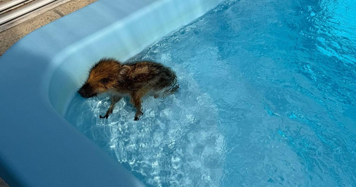 Tierrettung-in-Strasshof-Frischling-aus-Pool-befreit