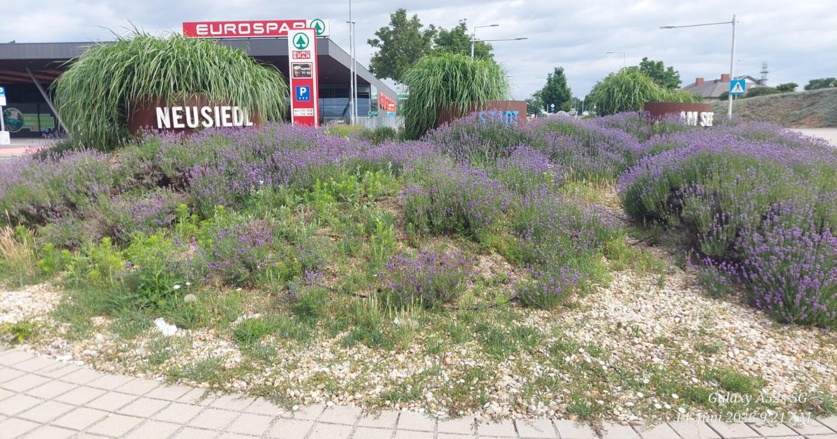 Hitziger-Streit-um-d-rre-Pflanzen-in-Neusiedl-am-See