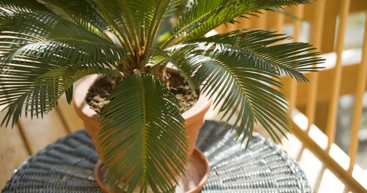Palmfarn-richtig-gie-en-Warum-viele-in-dieser-Phase-scheitern