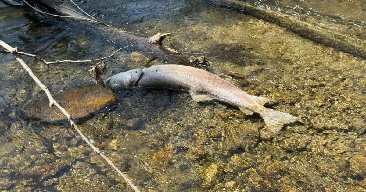 Hitzewelle-wird-zur-Todesfalle-Seltene-Huchen-sterben-in-N-