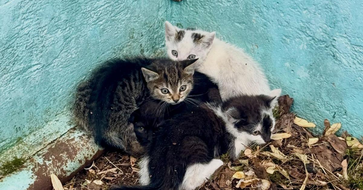 Babykatzen-in-Pool-gefangen-Feuerwehr-rettete-sieben-Jungtiere