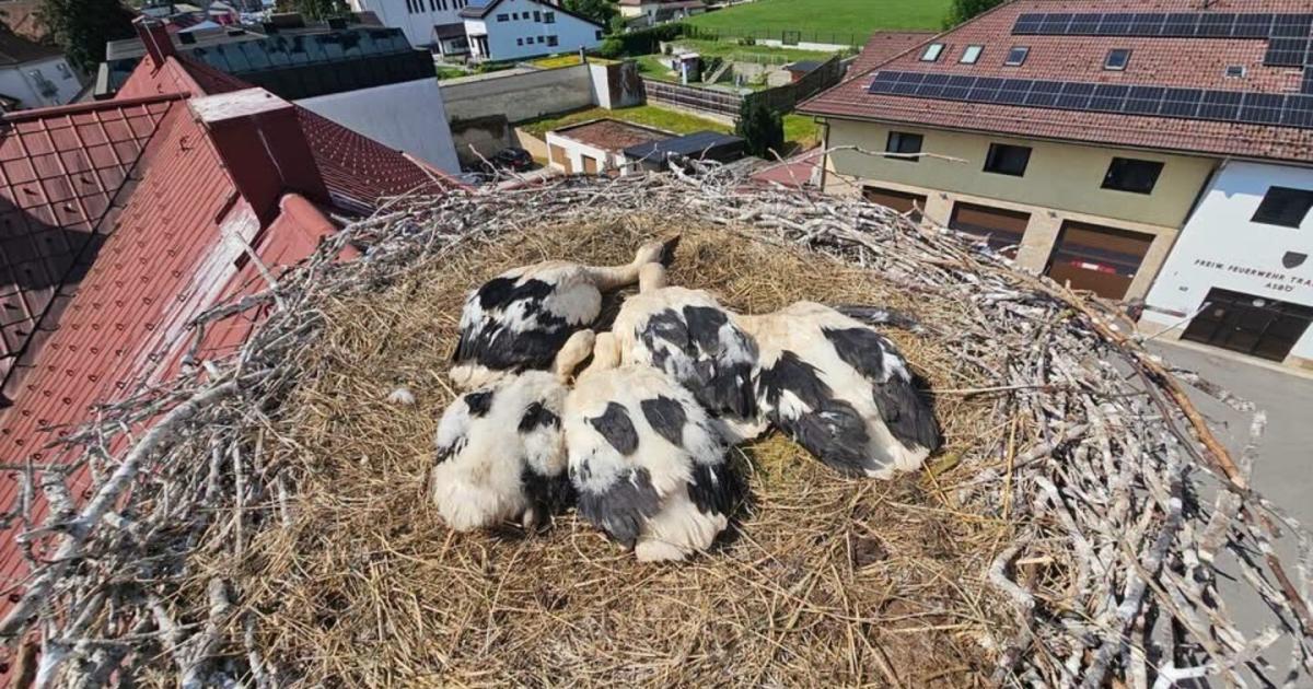 Erster-Ausweis-f-r-f-nf-junge-St-rche-in-Nieder-sterreich