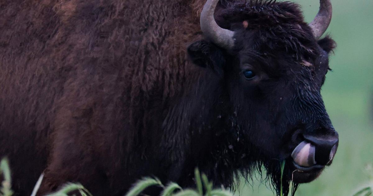 Yellowstone-Nationalpark-Bison-schleudert-Mann-durch-die-Luft