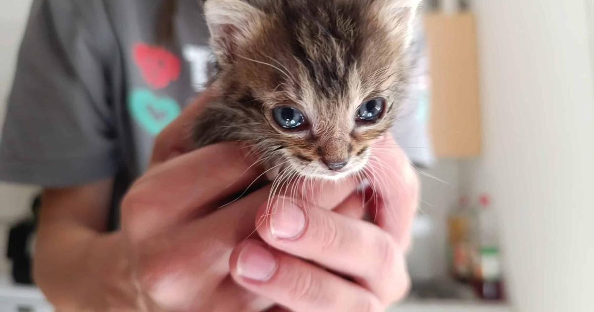 Trotz-Kastrationspflicht-Zahl-der-Streunerkatzen-steigt-weiter