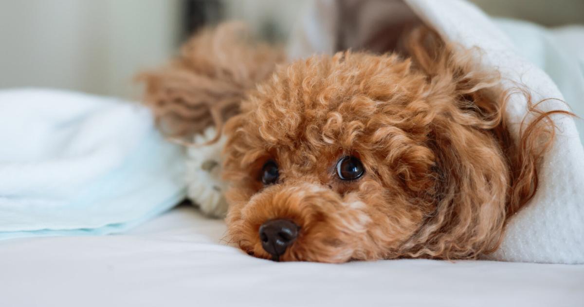 K-rbchen-oder-Bett-Was-f-r-Halter-was-f-r-Hund-gef-hrlich-sein-kann