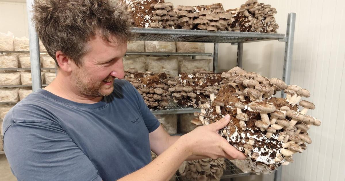 Nicht-Fisch-nicht-Fleisch-Die-Pilze-von-der-Kleinen-Stadtfarm-