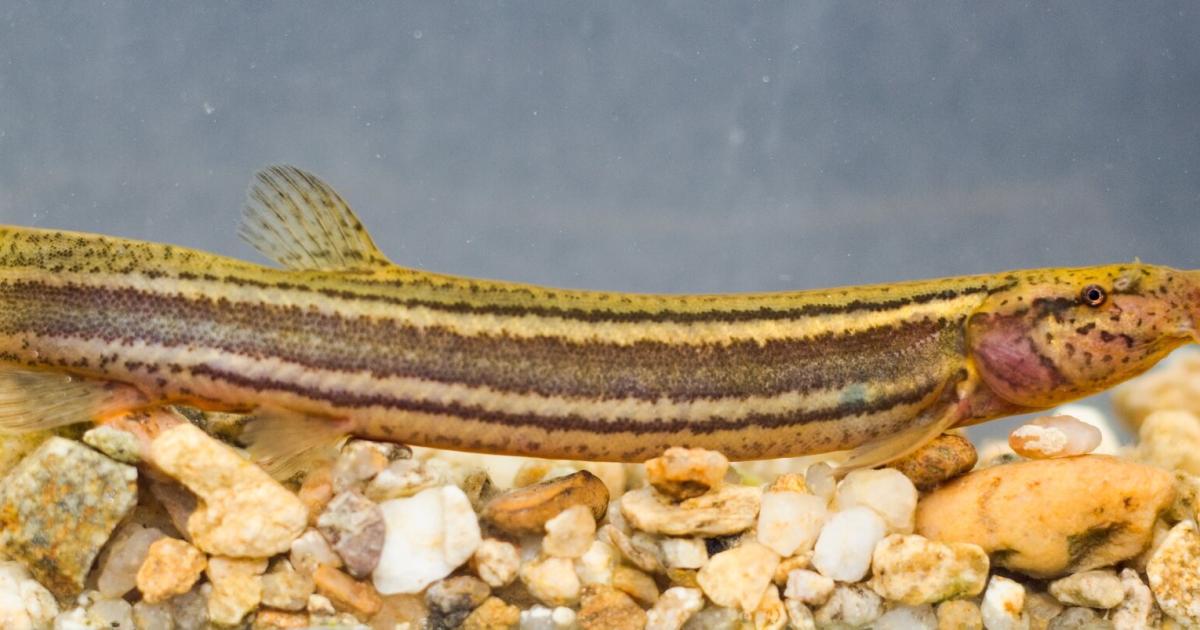 Warum-Fische-mit-dem-Darm-atmen-und-V-geln-nie-die-Luft-ausgeht