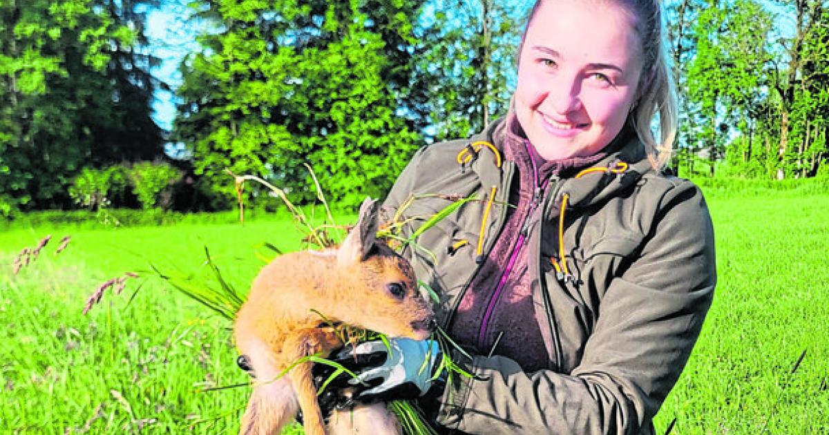 Drohnenjagd-sch-tzt-Rehkitze-vor-der-M-hwerken