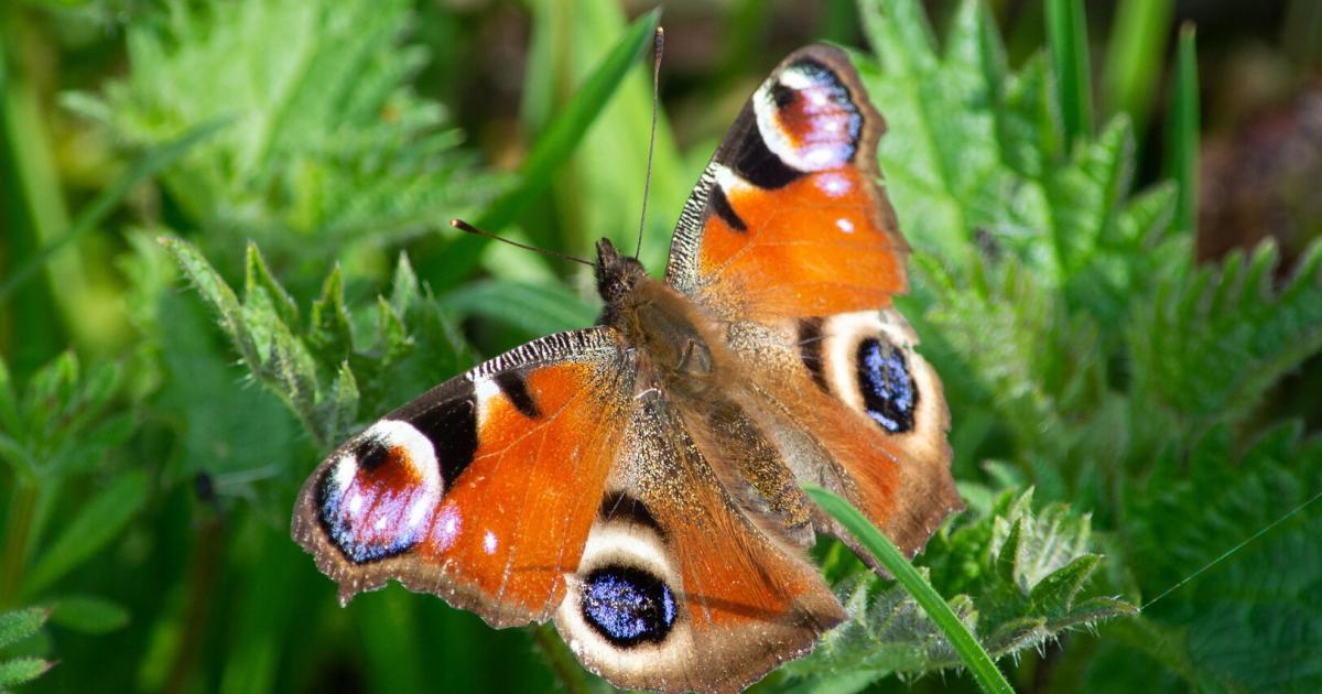 Mitmachen-Z-hlen-Sie-Schmetterlinge-w-hlen-Sie-einen-Fluss