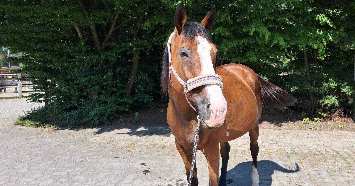 Nach-schwerer-Vernachl-ssigung-Stuten-suchen-neues-Zuhause