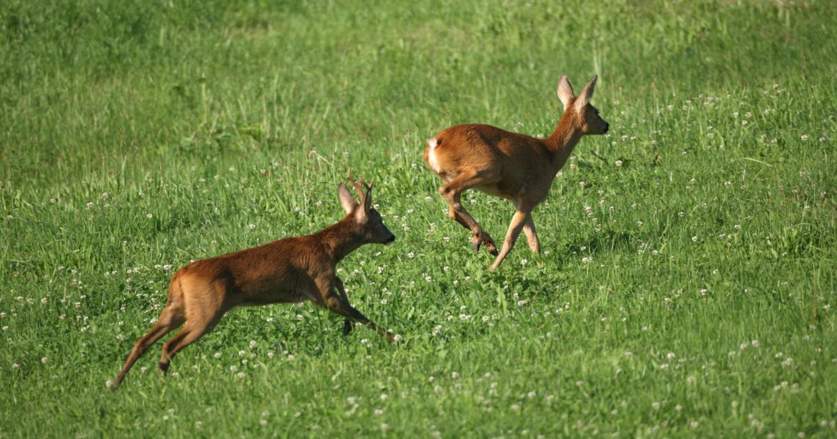 N-Jagdverband-warnt-vor-erh-hter-Wildunfallgefahr