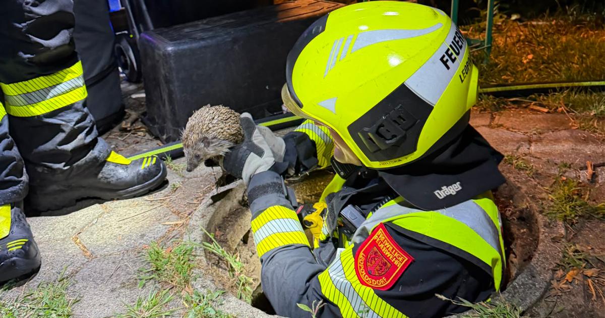 In-Kanalrohr-gefangen-Feuerwehr-rettete-Igel