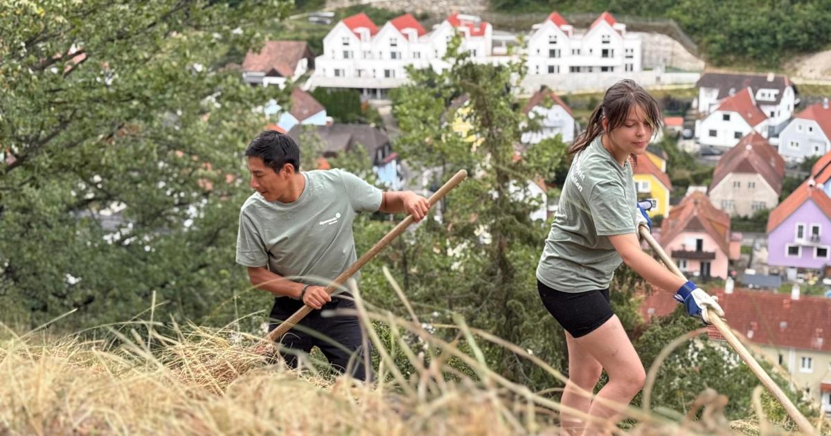 Wachau-Volunteers-Junge-Helfer-retten-Trockenrasen