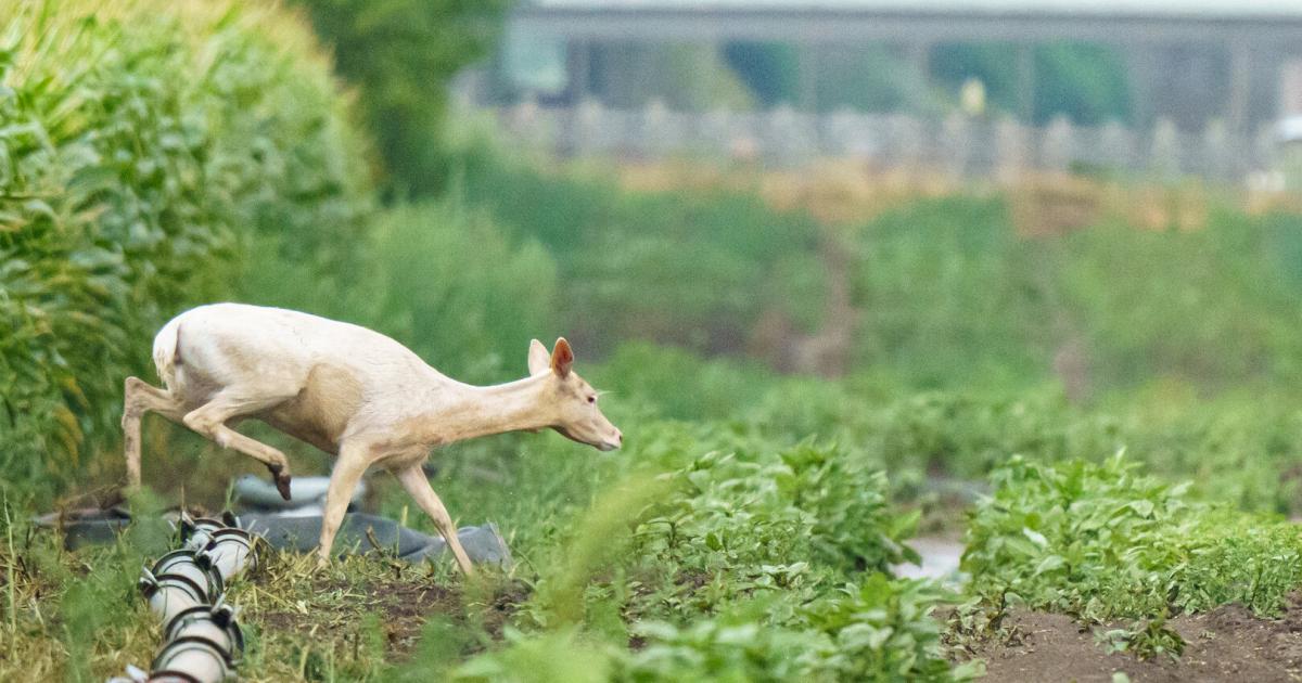Seltener-Anblick-Wei-er-Hirsch-in-der-Donaustadt-gesichtet