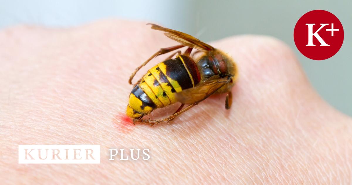 Das-gro-e-Surren-Welche-Insekten-welche-Stiche-hinterlassen-und-was-hilft