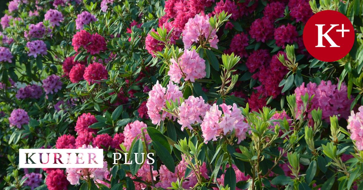 Rhododendron loses leaves: a layer of peat helps