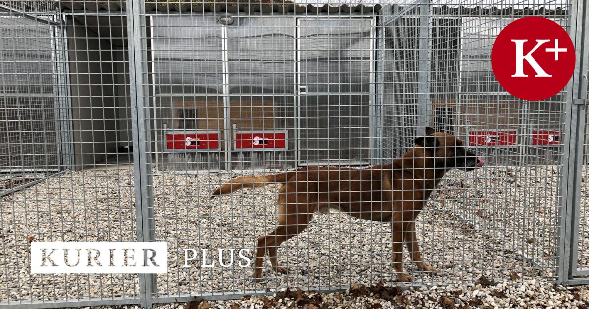 Hundeattacke: Kein Schuldiger Für Die Todesbisse