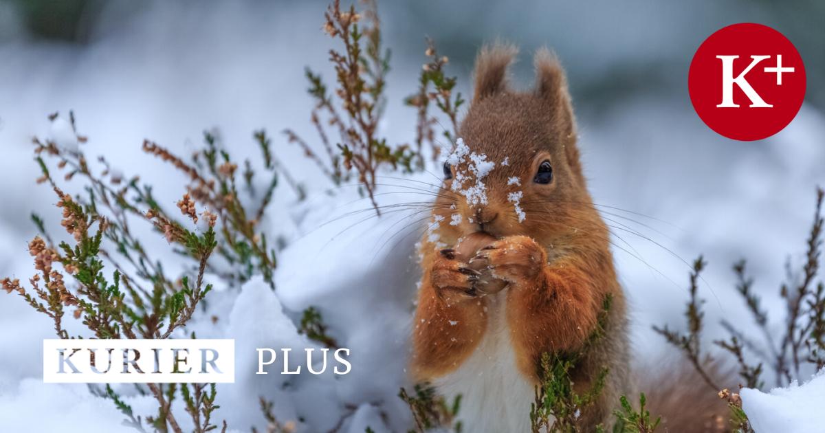 so-helfen-sie-wildtieren-im-garten-ber-den-winter