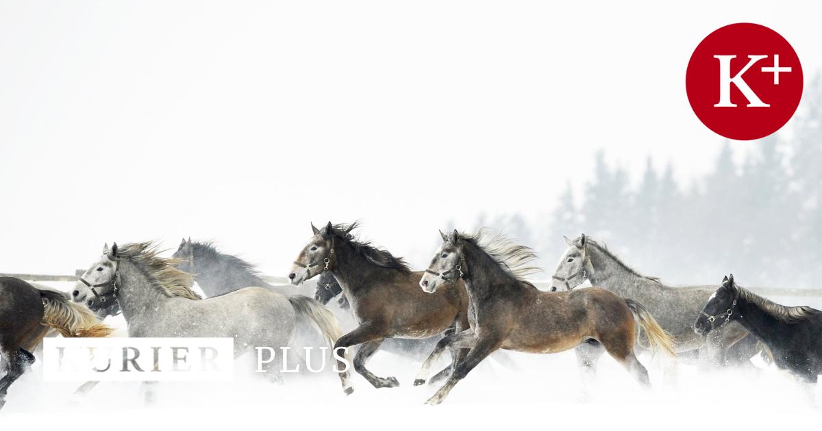 So erobern die Lipizzaner jetzt das Netz