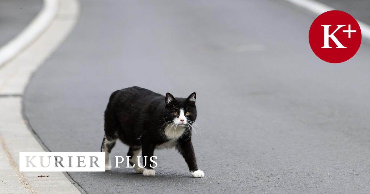 Fat Cat Day So viel verdienen Österreichs Spitzenmanager