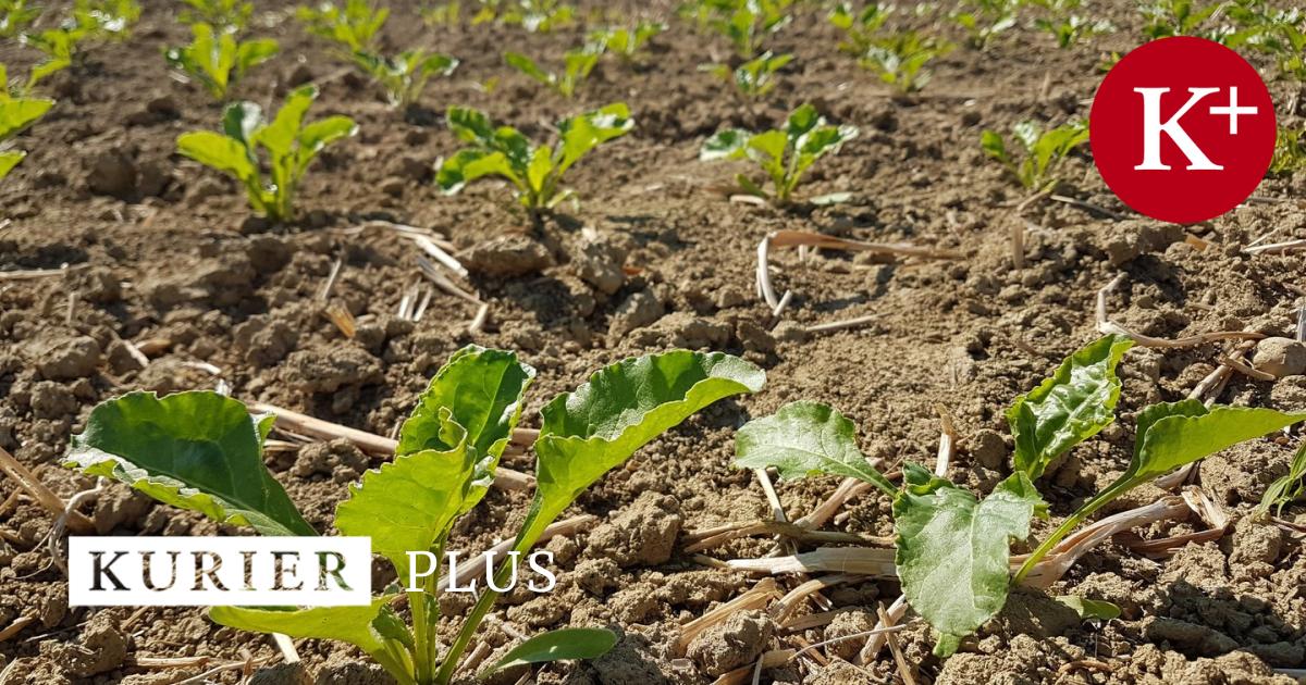 Klimawandel bringt harte Zeiten für die Landwirtschaft