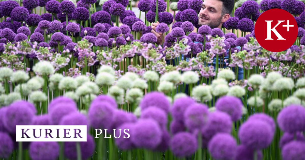 Gardening tip: Nutrients for ornamental onions