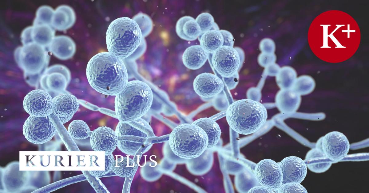 Gesundheitsreport: Krankenhauspilz Candidozyma Auris Breitet Sich Aus - f1v116u