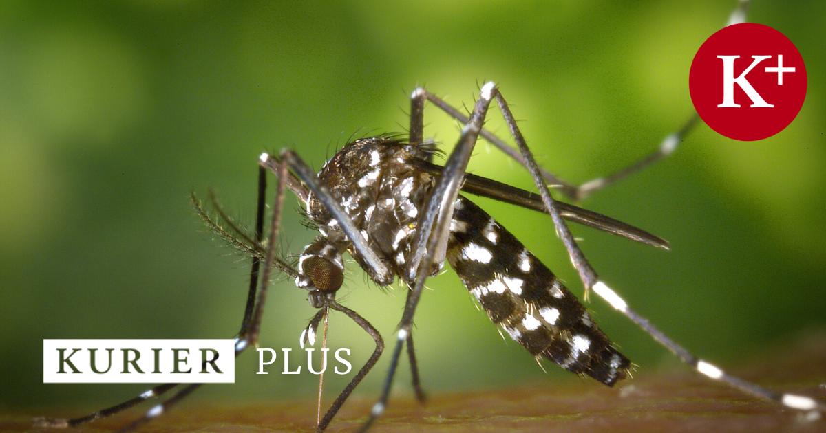 Chikungunya-Fall-in-Mitteleuropa-Was-bedeutet-das-f-r-die-Zukunft-