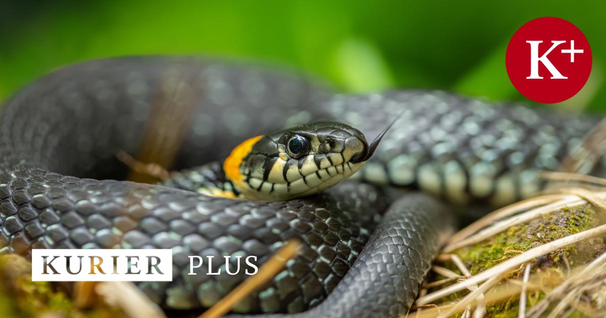 SommerPhänomen Schlangensichtungen in der Stadt