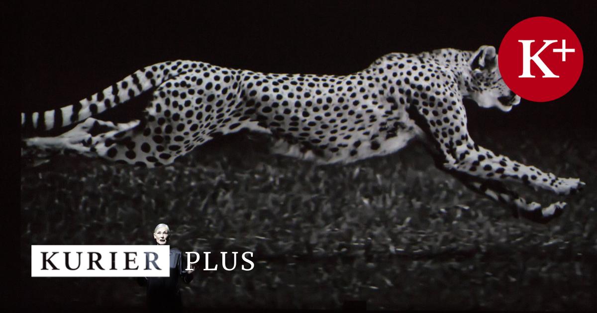 ImPulsTanz Präzise wie ein Uhrwerk, geschmeidig wie ein Gepard
