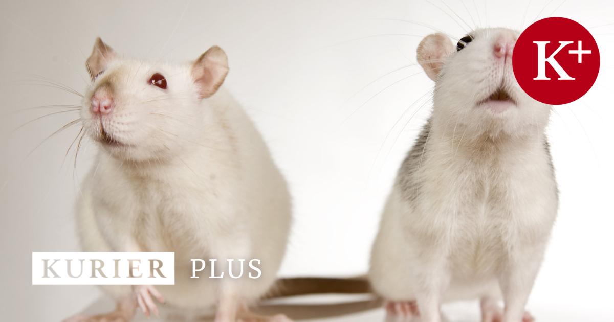 Blut junger Mäuse lässt ältere langsamer altern Gilt das auch für