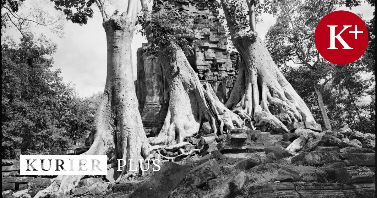 Stuart Franklin in Wien Wenn Bäume sprechen könnten
