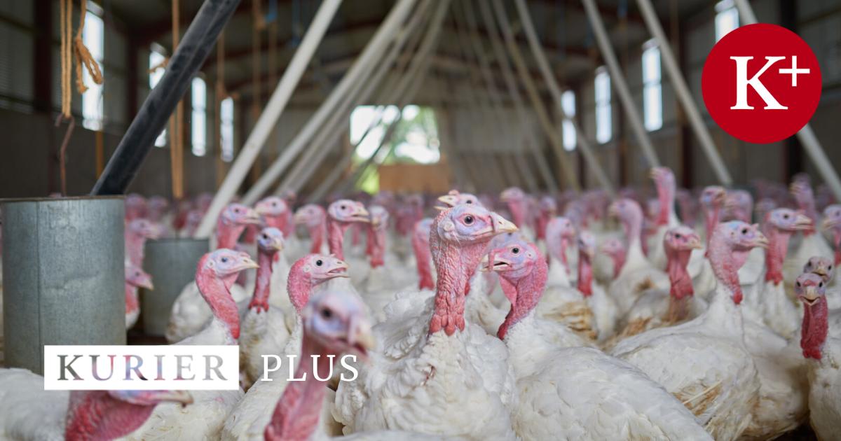 Mercosur-Pest-und-Preisdruck-Ist-die-gute-Pute-in-Gefahr-