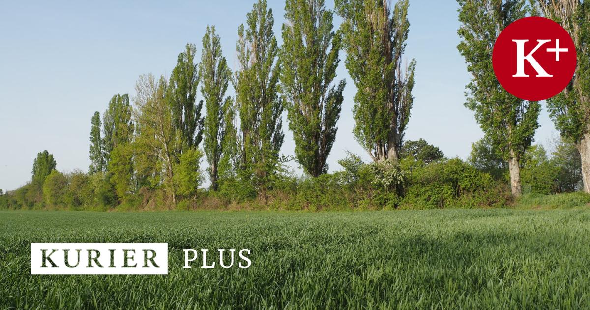 Windschutzg-rtel-Gr-ne-B-nder-f-r-die-Zukunft