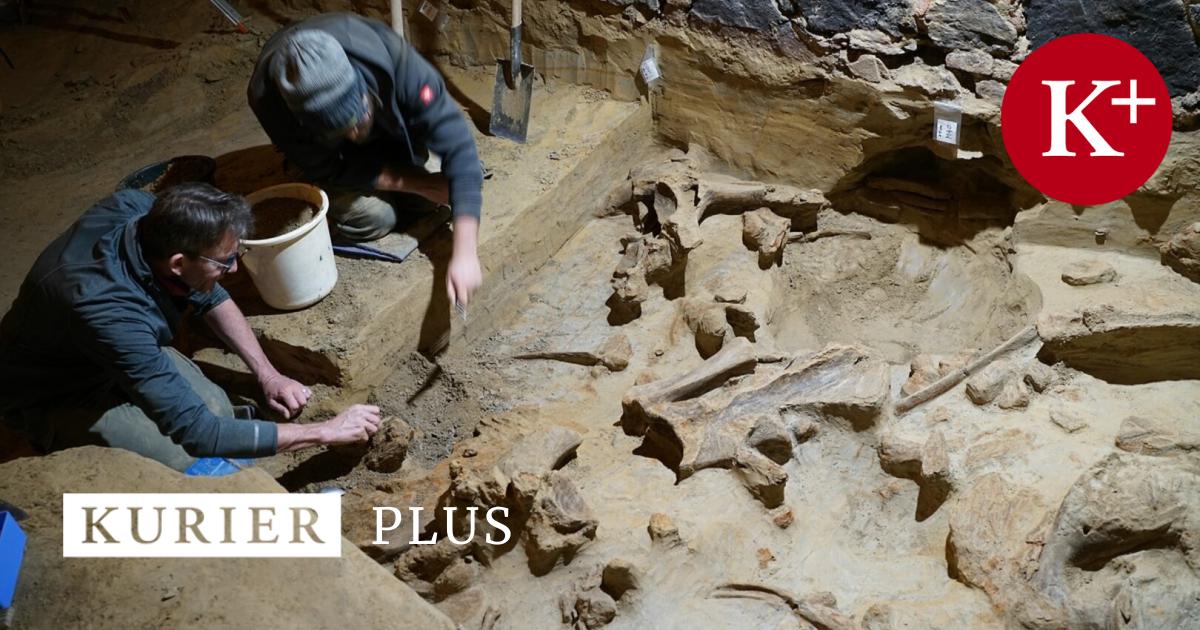 What can mammoth bones tell us?