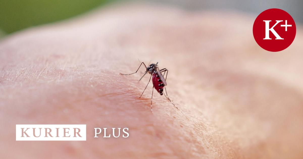 Frankreich Italien In Gefahr Neue Dengue Fälle Sind Sie Betroffen - c6tkpt0