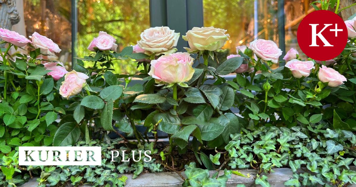 How to revive roses that have dried up before blooming