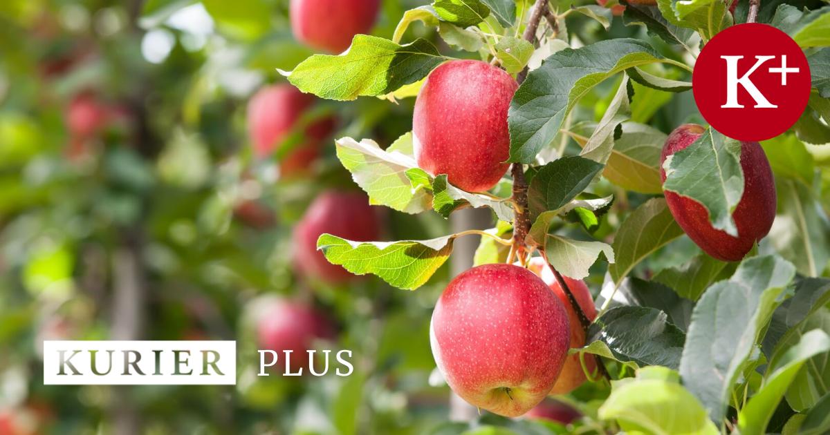 Unbekannte-vergiften-junge-B-ume-auf-Waldviertler-Streuobstwiese