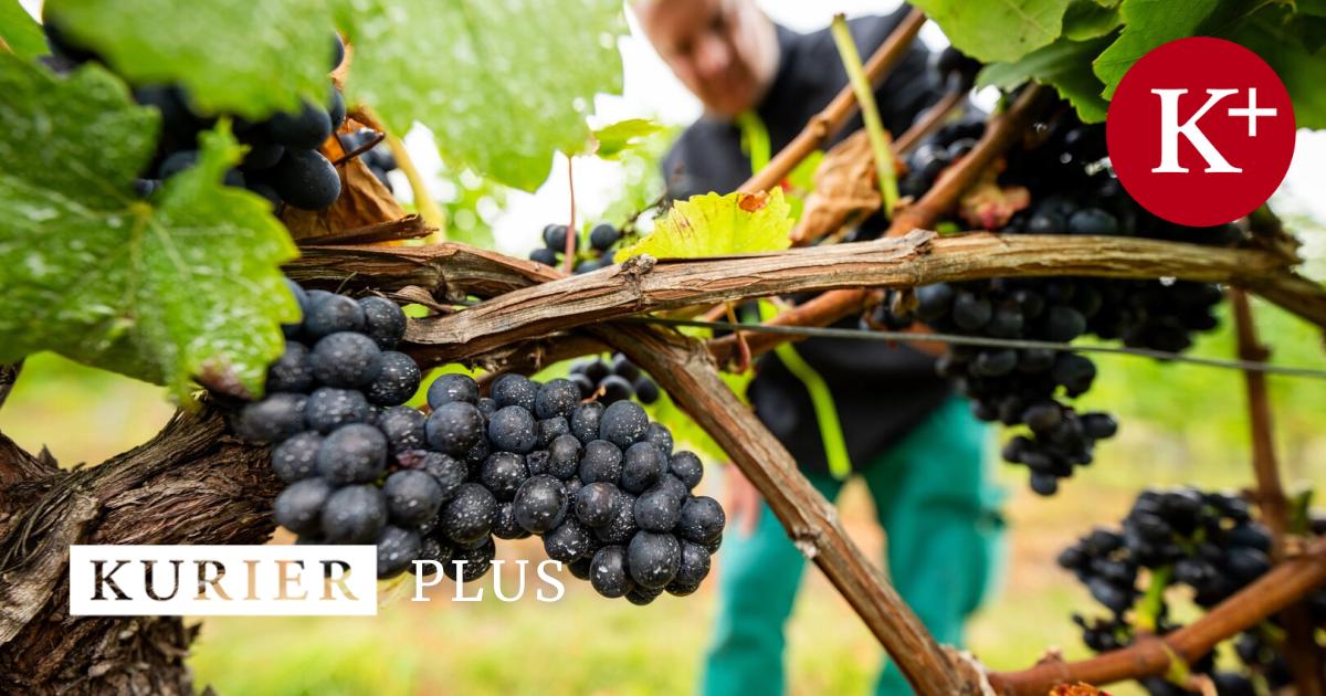 Too much of a good thing: EU is fighting the wine crisis