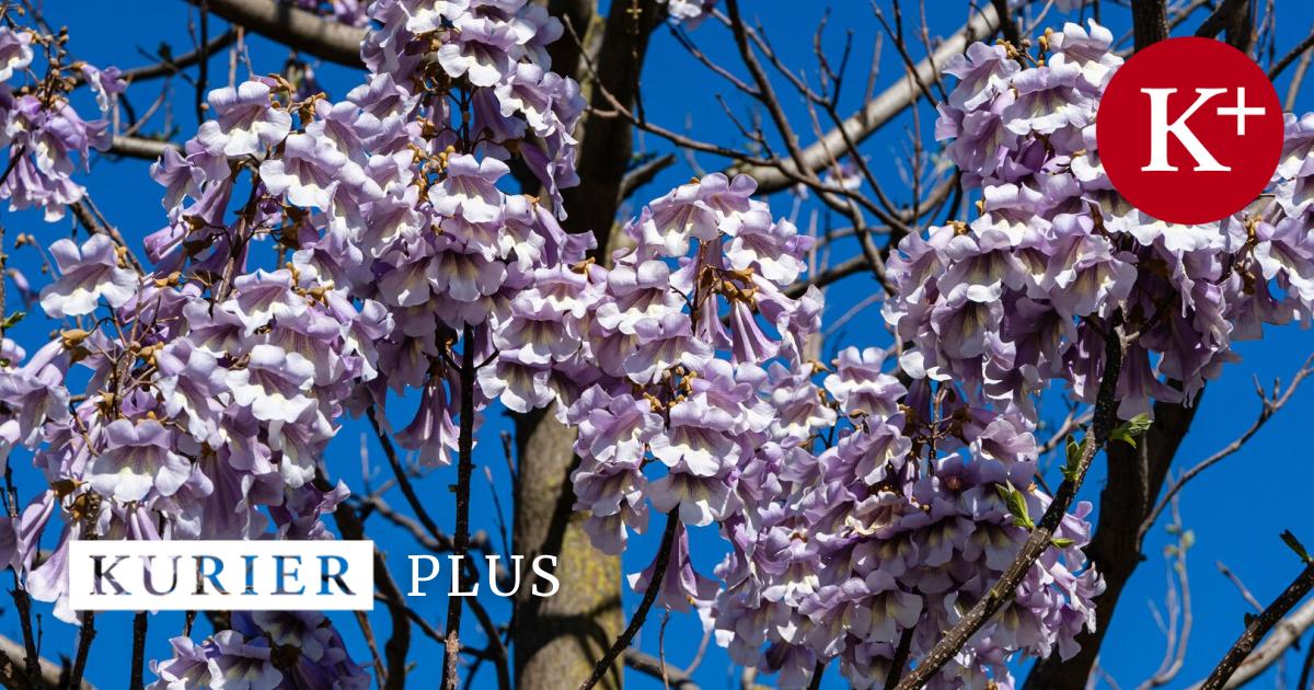 Bluebell tree loses leaves and buds