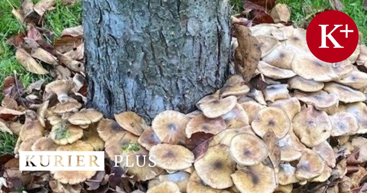 Pilzinvasion-im-Garten-Sind-die-B-ume-noch-zu-retten-