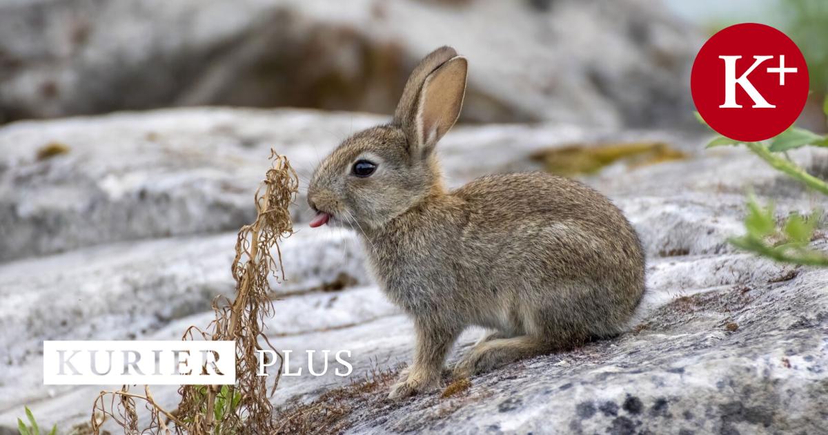 Fremde-Arten-Was-Aliens-mit-dem-Tierschutz-zu-tun-haben