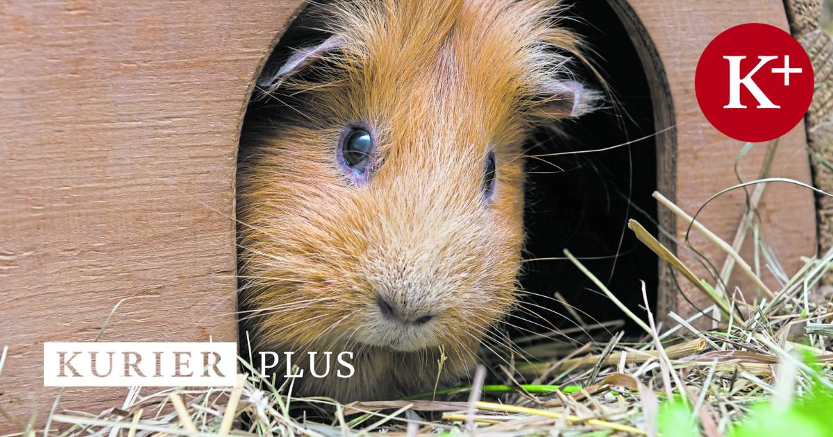 Tiercoach-Wie-das-Immunsystem-von-Haustieren-gest-rkt-werden-kann