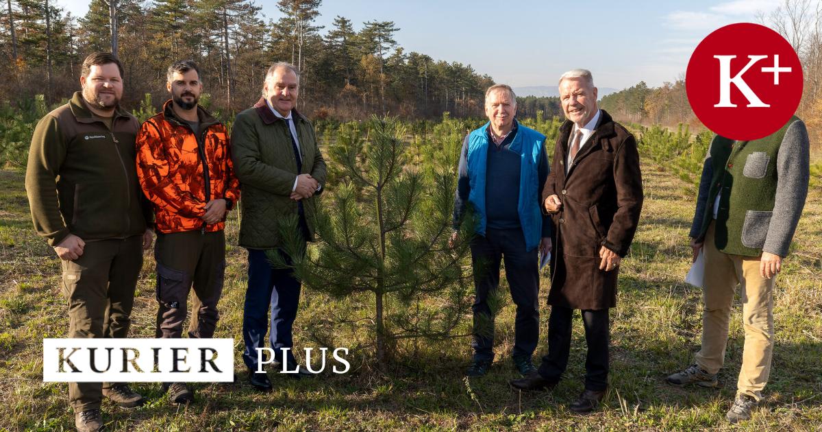 der-klimawandel-setzt-dem-wald-immer-st-rker-zu