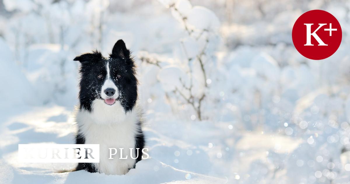 tiercoach-so-kommen-hunde-gesund-durch-den-winter